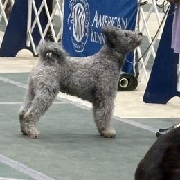 Grant - Pumi
