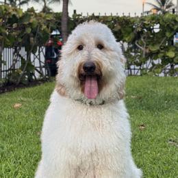 Kimi - Goldendoodle