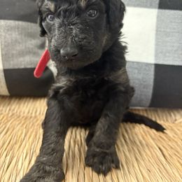 Raven - Black female Bernedoodle puppy in Beachwood, Ohio from Paws of the Vineyard