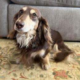 Fischer - Dachshund