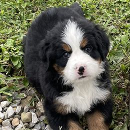 Bernese Mountain Dog Puppies from Willow Tree Berners
