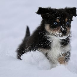 Australian Shepherd, Miniature American Shepherd, Miniature Australian Shepherd, and Toy Australian Shepherd Puppies from Painted Blue Aussies