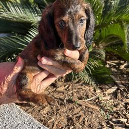 Skittles - Brindle female Dachshund puppy in Norco, California from Norco dachshunds