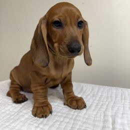 Cookie - Red male Dachshund puppy in Bala Cynwyd, Pennsylvania from Hotdawgz Standard AKC Dachshunds
