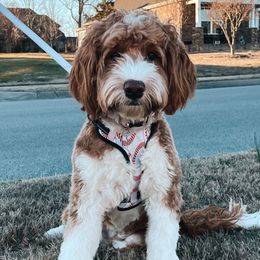 Vandy - Cockapoo