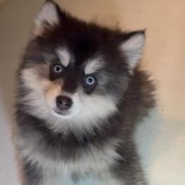 Joey - Black and white male Pomsky puppy in Spring Hill, Florida from PDQ Pomskies