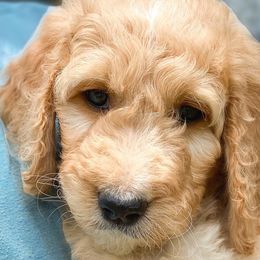“Violet” - Goldendoodle puppy in Gainesville, Florida from Peace, Love, and Doodles
