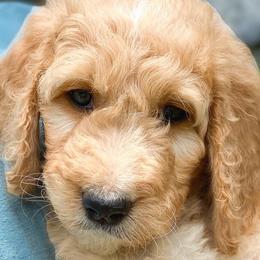 “Violet” - Goldendoodle puppy in Gainesville, Florida from Peace, Love, and Doodles