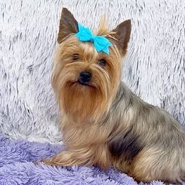 ✨Queen Rain✨ - Yorkshire Terrier