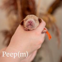 Peep - Apricot male Goldendoodle puppy in Acton, Maine from Silver Pines Pups