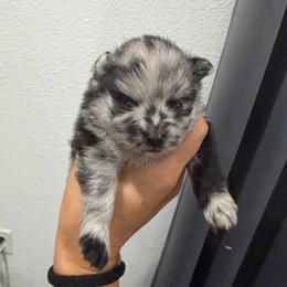 Prada - Blue merle female Pomeranian puppy in Moody, Texas from Luxury Pets of Central Texas