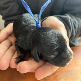 Aries - Black and tan male Cavapoo puppy in Adrian, Oregon from ApplebyFarm