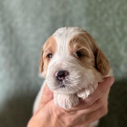 Seth - Parti male Goldendoodle puppy in Tonopah, Arizona from DJ’s Doodles