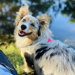 American Corgis, Pembroke Welsh Corgis, and Yorkshire Terriers from Ingram's Corgis & Yorkies