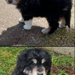 Bernedoodle Puppies from Terry Jorgensen