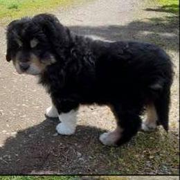 Bernedoodle Puppies from Terry Jorgensen