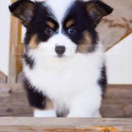 American Corgi and Pembroke Welsh Corgi Puppies from Blacktail Mountain Corgis