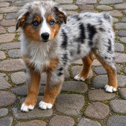 Nugget - Blue merle male Miniature Australian Shepherd puppy in Lakeport, California from Akins Aussies/Wild Rose Ranch