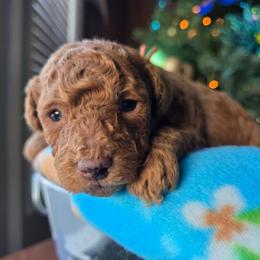 Frosty - Red  male Poodle puppy in Blackfoot, Idaho from Draper Mountain Doodles