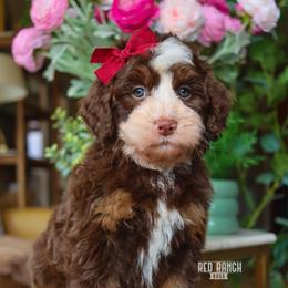 Praline - Brown and white female Bernedoodle puppy in Salado, Texas from Red Ranch Dogs