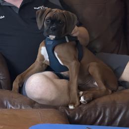Boxer Puppies from Elevated Boxers
