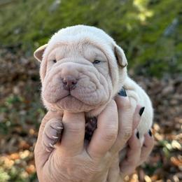 Frosty - Cream male Chinese Shar-Pei puppy in North Carolina from Amy Mahaffey's Chinese Shar-Pei