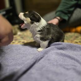 Pembroke Welsh Corgi Puppies from Larile Farm