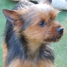Izzy - Yorkshire Terrier