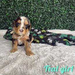 Teal girl - Blue merle female Bernedoodle puppy in Modesto, California from Two Doods Doodles