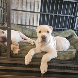 Straw male - Fawn male Cane Corso puppy in Fritch, Texas from Carrie Brown's Cane Corsos