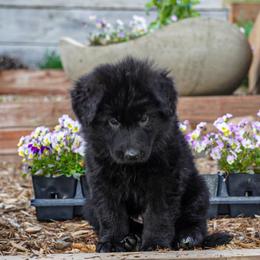 Light Pink collar - Black female German Shepherd puppy in Howell, Michigan from Sheyenne’s Shepherds