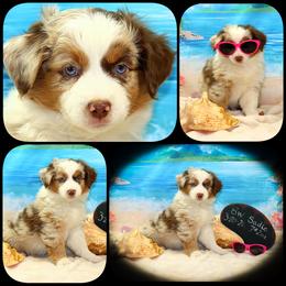 MerSadies - Red merle female Toy Australian Shepherd puppy in Levelland, Texas from Once Upon a Time Aussies