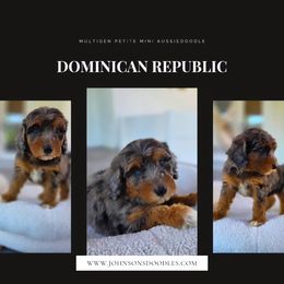 Dominican Republic - Blue merle male Aussiedoodle puppy in North Royalton, Ohio from Johnson's Doodles