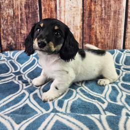 Elora - Piebald female Dachshund puppy in Malad City, Idaho from Mountain Sage Dachshunds