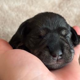 Male 2 - Salt and pepper male Miniature Schnauzer puppy in Brenham, Texas from Ashley Martinez