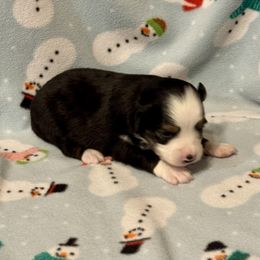 Black Tri 2 - Black tri female Toy Australian Shepherd puppy in Stephenville, Texas from Rockin J Lil Aussies
