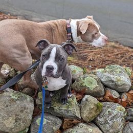 American Bully Puppies from Night Court Bullies