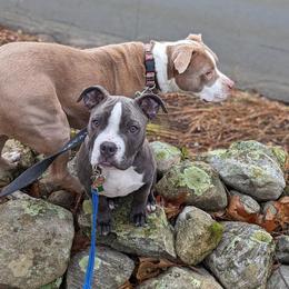 American Bully Puppies from Night Court Bullies