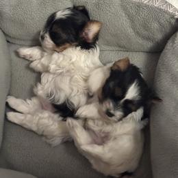 Yorkshire Terrier puppies from Moonbabies Yorkies