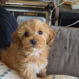 Hannah - Red female Cockapoo puppy in Ellensburg, Washington from Dawn to Dusk Cockapoos
