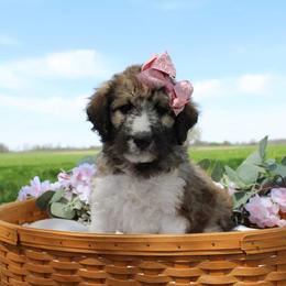 Aurora - White and black female Bordoodle puppy in Ashland, Ohio from Cherry Blossom Doodles