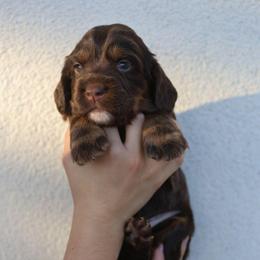 Sandy - Liver and tan female English Cocker Spaniel puppy in New Mexico from HighBrassGunDogs