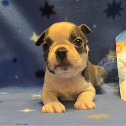 Chevy - Blue male Boston Terrier puppy in Columbia Falls, Montana from Glacier Bark Boston Terriers