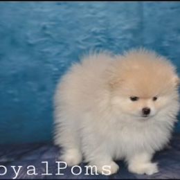 Pomeranian Puppies from Royal_poms