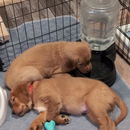 Golden Retriever Puppies from 10 Piece Golden Nugget Retrievers