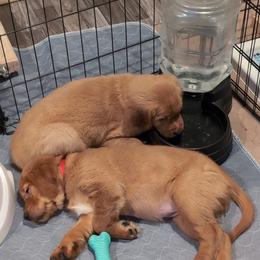 Golden Retriever Puppies from 10 Piece Golden Nugget Retrievers