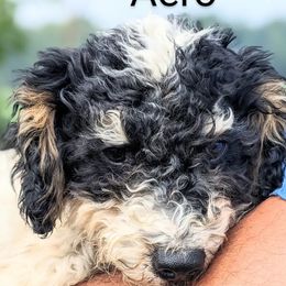 Aero - Tri-color Bernedoodle puppy in Angola, Indiana from Danae's Bernedoodles