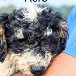 Aero - Tri-color Bernedoodle puppy in Angola, Indiana from Danae's Bernedoodles