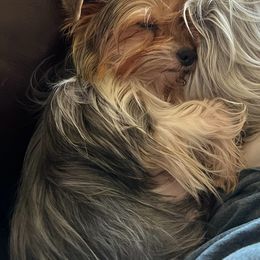 Lexi - Yorkshire Terrier