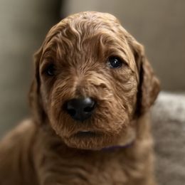 Girl 4 - Red  Goldendoodle puppy in Christiana, Tennessee from Rechlicz Family Doodles